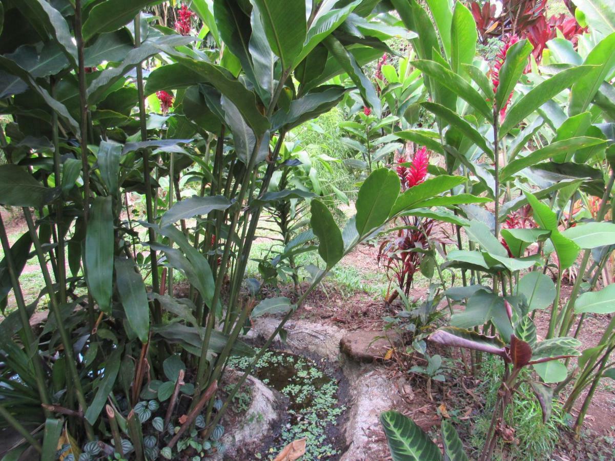 Finca Verde Lodge Bijagua Exteriör bild